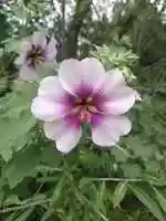 Gratis download IMG 20210314 105531861 gratis foto of afbeelding om te bewerken met GIMP online afbeeldingseditor