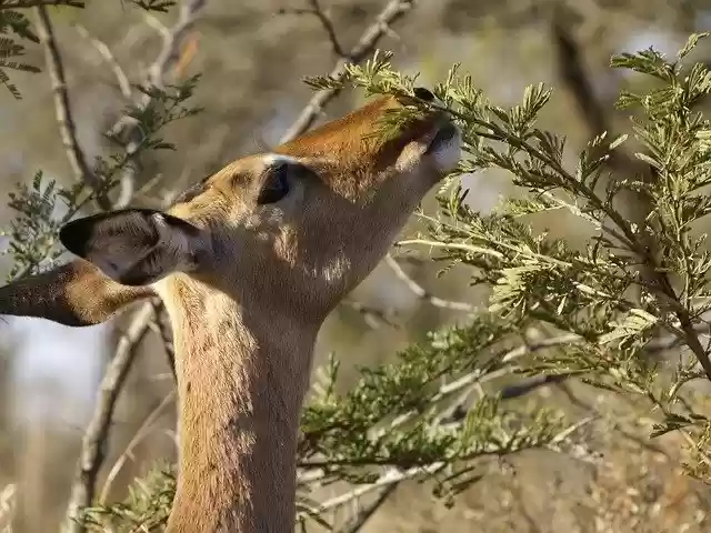 Free download Impala Wildlife Gazelle -  free photo or picture to be edited with GIMP online image editor