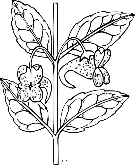 Free download Impatiens Flower Plant - Free vector graphic on Pixabay free illustration to be edited with GIMP free online image editor