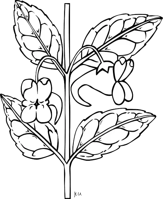 Free download Impatiens Flowers Stem - Free vector graphic on Pixabay free illustration to be edited with GIMP free online image editor