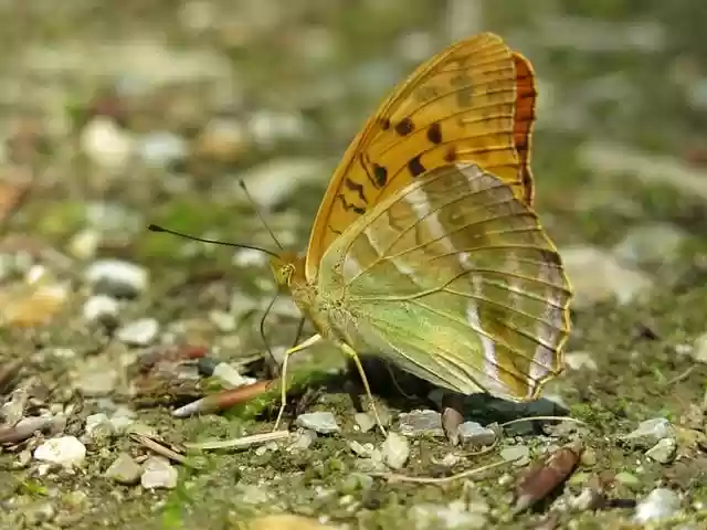 Free download imperial coat butterfly edelfalter free picture to be edited with GIMP free online image editor