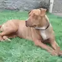 Impressive Pitbull Flag at Home  screen for extension Chrome web store in OffiDocs Chromium