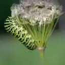 Inchworm on a flower branch  screen for extension Chrome web store in OffiDocs Chromium