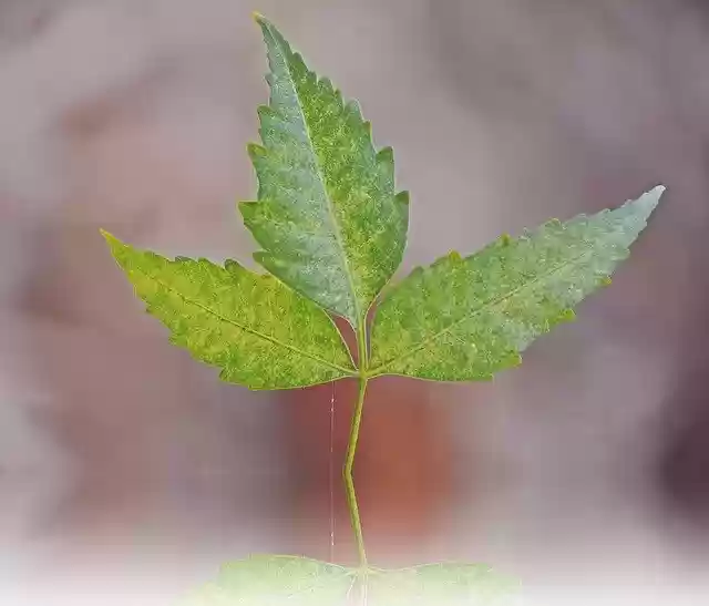 Free download Indian Neem Leaf Nature -  free photo or picture to be edited with GIMP online image editor