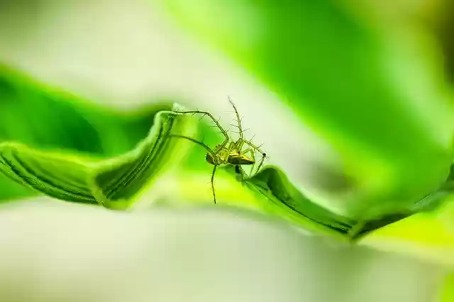 Free download Insect Animal Wings -  free photo or picture to be edited with GIMP online image editor