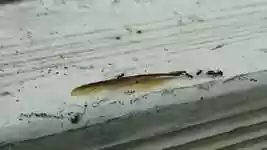 Free download Insect Ant Work -  free video to be edited with OpenShot online video editor