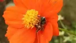 Free download Insect Bee Flower -  free video to be edited with OpenShot online video editor