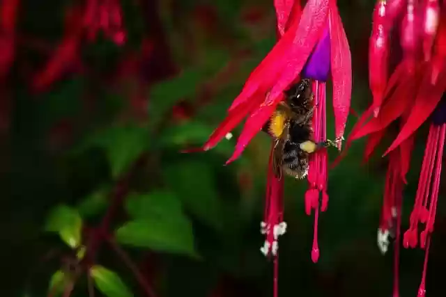 Free download insect bee pollination entomology free picture to be edited with GIMP free online image editor