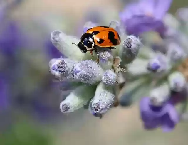 Download gratuito Insect Beetle Spotted - foto o immagine gratuita gratuita da modificare con l'editor di immagini online di GIMP