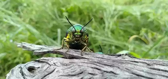 Free download Insect Blue Wildlife -  free photo or picture to be edited with GIMP online image editor