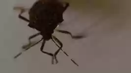 Free download Insect Bug Antennas -  free video to be edited with OpenShot online video editor