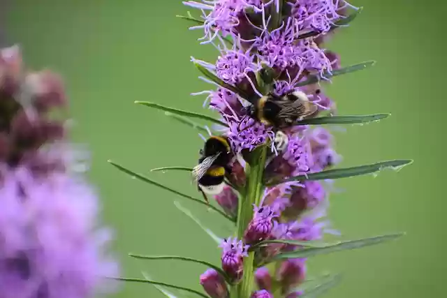 Free download insect bumblebee entomology free picture to be edited with GIMP free online image editor