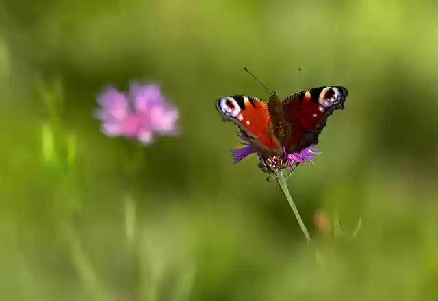 Free download insect butterfly entomology free picture to be edited with GIMP free online image editor