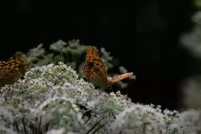 免费下载昆虫蝴蝶昆虫学花卉图片，可使用GIMP免费在线图像编辑器进行编辑