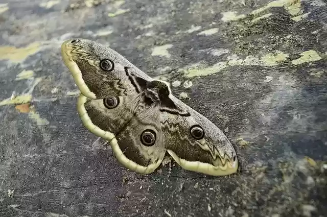 Free download Insect Butterfly Moth Wiener -  free photo or picture to be edited with GIMP online image editor