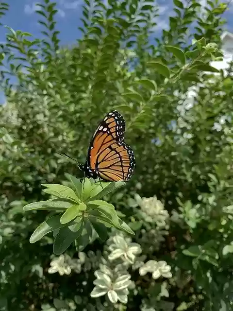 Free download Insect Butterfly Wings -  free photo or picture to be edited with GIMP online image editor