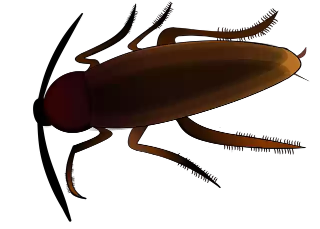 Free download Insect Creepy Cockroach -  free illustration to be edited with GIMP free online image editor