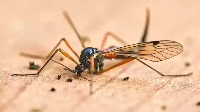 Free download insect crested cranefly schnake free picture to be edited with GIMP free online image editor