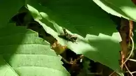 Free download Insect Cricket Leaf -  free video to be edited with OpenShot online video editor