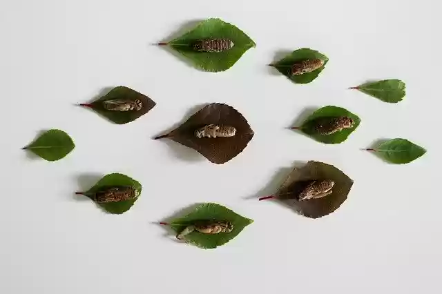 Free download Insect Eat Animal -  free photo or picture to be edited with GIMP online image editor