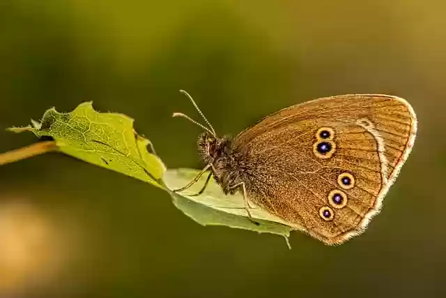 Free download insect entomology ringlet free picture to be edited with GIMP free online image editor