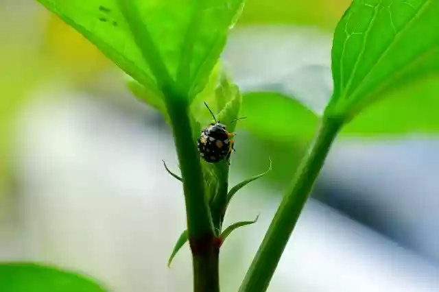 Free download Insect Flora Garden -  free photo or picture to be edited with GIMP online image editor