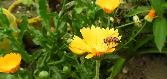 Kostenloser Download Insect Flower Bee - kostenloses Foto oder Bild zur Bearbeitung mit GIMP Online-Bildbearbeitung