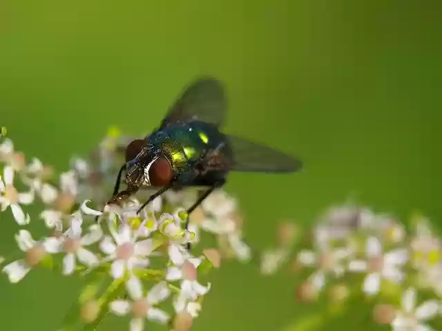 Descărcare gratuită Insect Fly Goldfliege - fotografie sau imagini gratuite pentru a fi editate cu editorul de imagini online GIMP