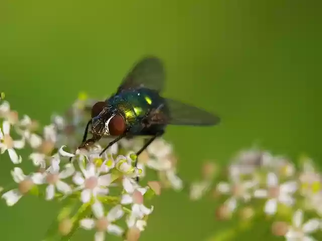 Free download Insect Fly Goldfliege -  free photo or picture to be edited with GIMP online image editor