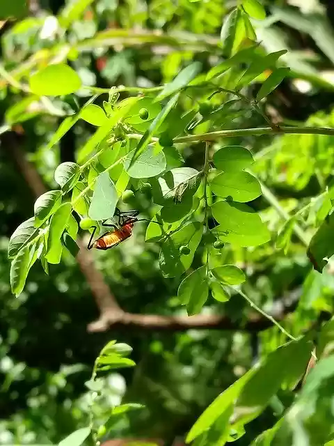 Free download Insect Garden Leaves free photo template to be edited with GIMP online image editor