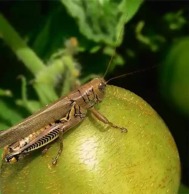Free download Insect Grasshopper Tomato -  free photo or picture to be edited with GIMP online image editor