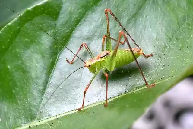 Free download Insect Grillo Nature -  free photo or picture to be edited with GIMP online image editor