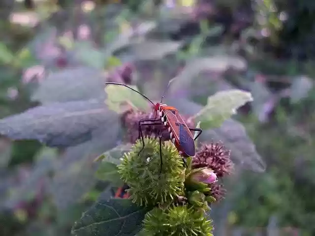 Free download Insect Invertebrate Nature -  free free photo or picture to be edited with GIMP online image editor