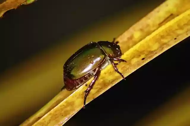 Free download insect macro nature animal black free picture to be edited with GIMP free online image editor