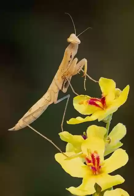 insect mantis animal entomology - Insectmantisanimalentomology .webp