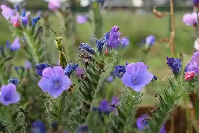 Free download Insect Mantis-Religious Nature -  free photo or picture to be edited with GIMP online image editor