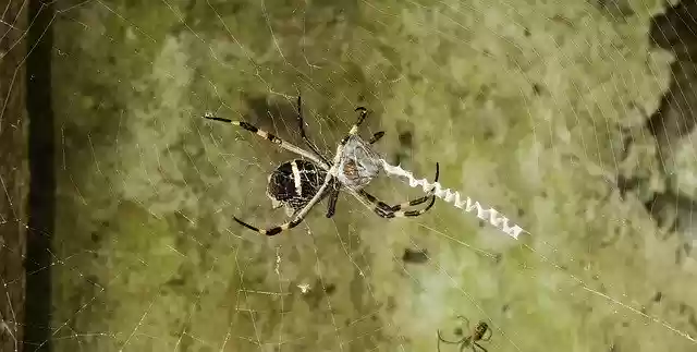 Free download Insect Nature Arachnid -  free photo or picture to be edited with GIMP online image editor