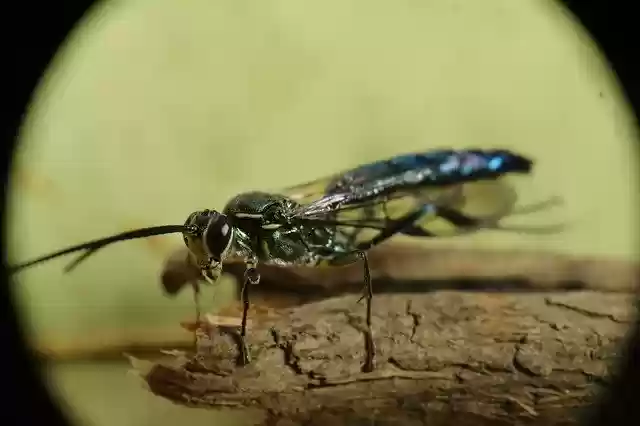 Free download Insect Nature Flying -  free photo or picture to be edited with GIMP online image editor