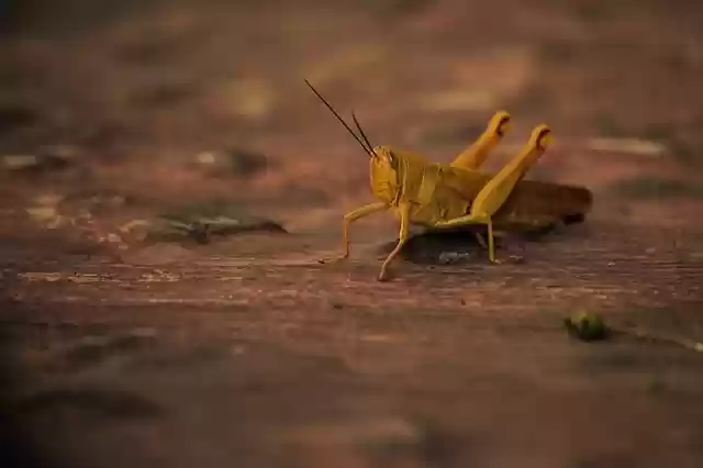 Free download insect nature grasshopper wildlife free picture to be edited with GIMP free online image editor