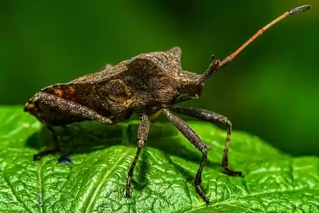 Free download insect plant green leaf macro bug free picture to be edited with GIMP free online image editor