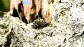 Free download Insects Ants Caterpillar -  free video to be edited with OpenShot online video editor
