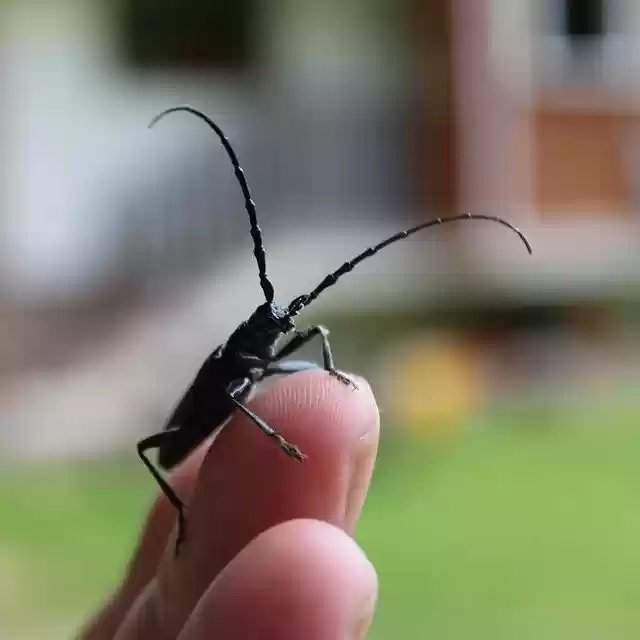 Free download Insects Beetle Insect -  free photo or picture to be edited with GIMP online image editor