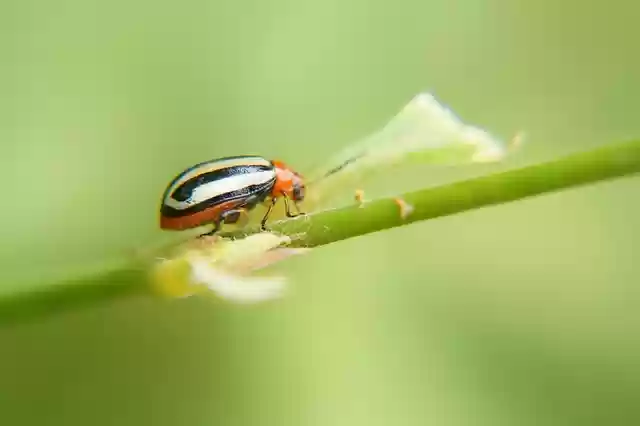 Free download insects entomology sciences biology free picture to be edited with GIMP free online image editor