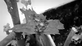 Free download Insects Garden Ants -  free video to be edited with OpenShot online video editor