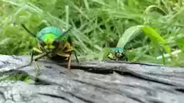 دانلود رایگان Insects Green Bug - ویدیوی رایگان برای ویرایش با ویرایشگر ویدیوی آنلاین OpenShot