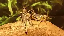 Free download Insects Locusts Hoppers -  free video to be edited with OpenShot online video editor