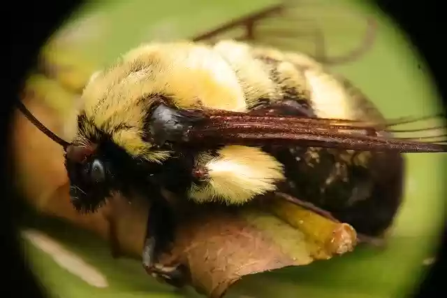 বিনামূল্যে ডাউনলোড করুন ইনসেক্ট নেচার বাম্বলবিস - জিআইএমপি অনলাইন ইমেজ এডিটরের মাধ্যমে বিনামূল্যে ছবি বা ছবি সম্পাদনা করা হবে