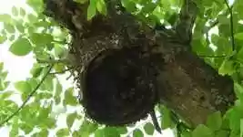 Free download Insects Wasps Hive -  free video to be edited with OpenShot online video editor