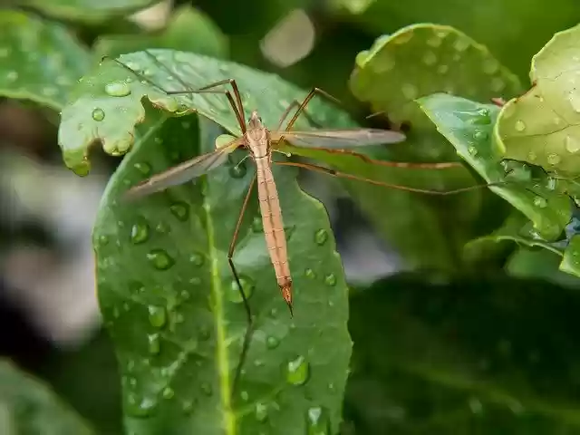 Free download Insect Tipulidae Green -  free free photo or picture to be edited with GIMP online image editor