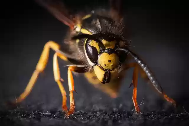 Free download insect wasp creature danger sting free picture to be edited with GIMP free online image editor